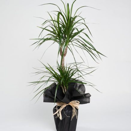 2 Dallı Saksı Dracena Çiçeği