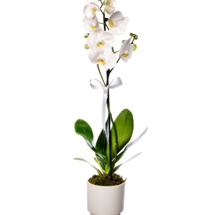 Phalaenopsis Orkide Çiçeği