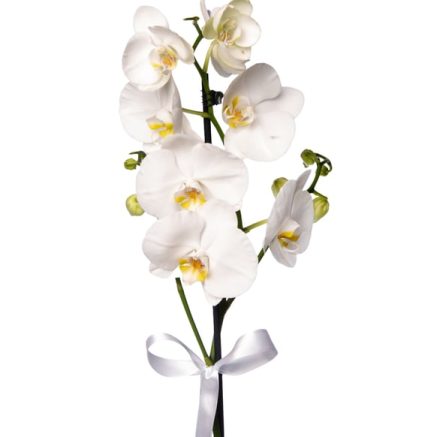 Phalaenopsis Orkide Çiçeği