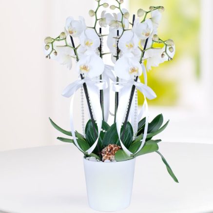 4 Dal Beyaz Phalaenopsis Orkide