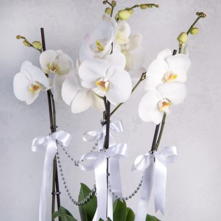 4 Dal Beyaz Phalaenopsis Orkide