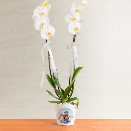 Kişiye Özel Çift Dal Phalaenopsis Orkide