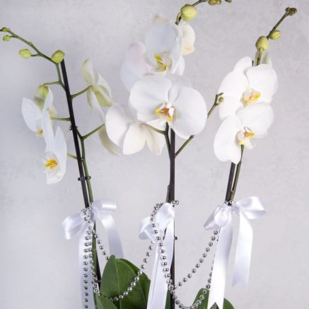 3 Dal Phalaenopsis Orkide